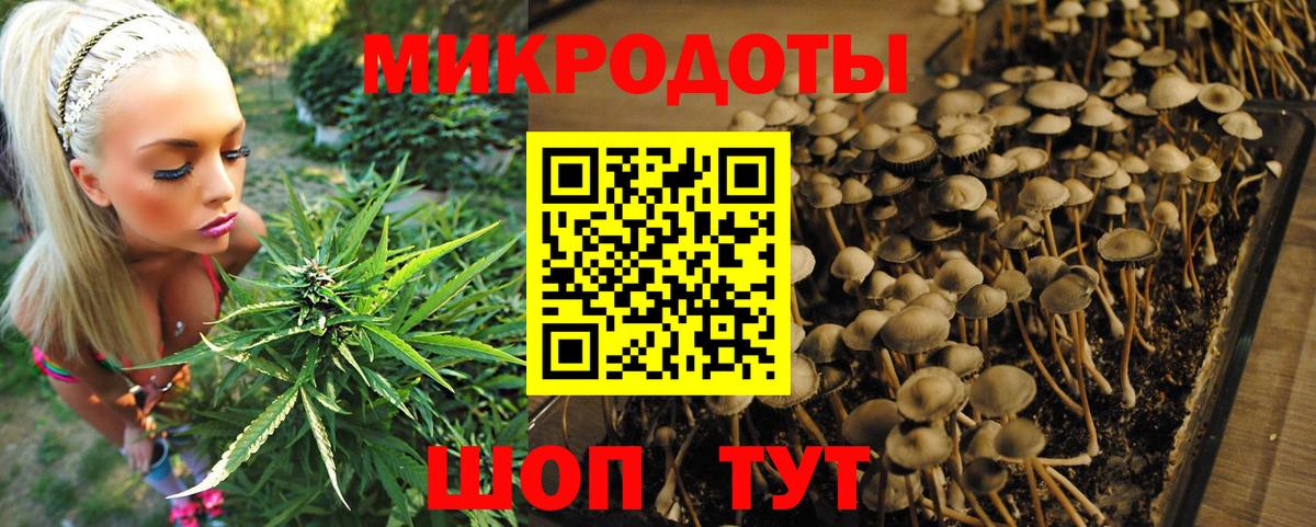 Псилоцибиновые грибы Psilocybine cubensis Балаково